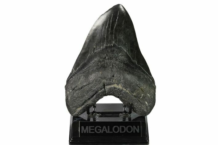 Fossil Megalodon Tooth - + Foot Prehistoric Shark #164281
